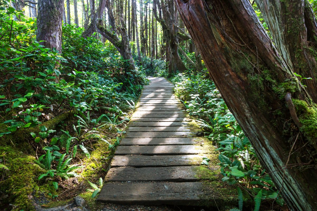 Shoot your marketing content in the forests of Vancouver